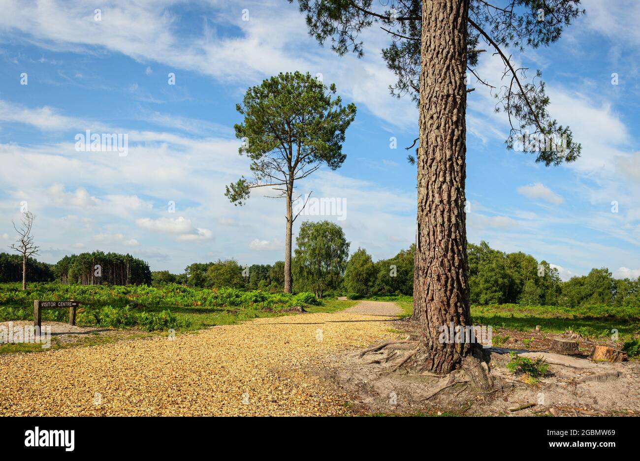 Gravel trail path leading to Avon Heath Country Park visitor centre with pine tree in the foreground and woodlands in the distance on a summers day. Stock Photo