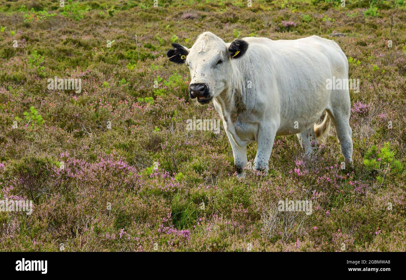 Side view of white cow with black ears isolated surrounded by pink heather and bracken on a bright morning at Avon Heath Country Park. Dorset. Stock Photo