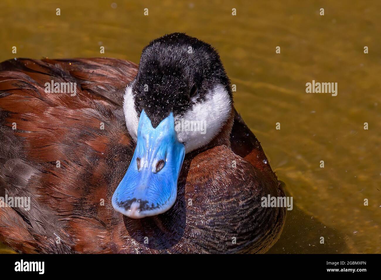 Drake Ruddy Duck Ruddy drake oxyura jamaicensis hi-res stock photography and images - Alamy