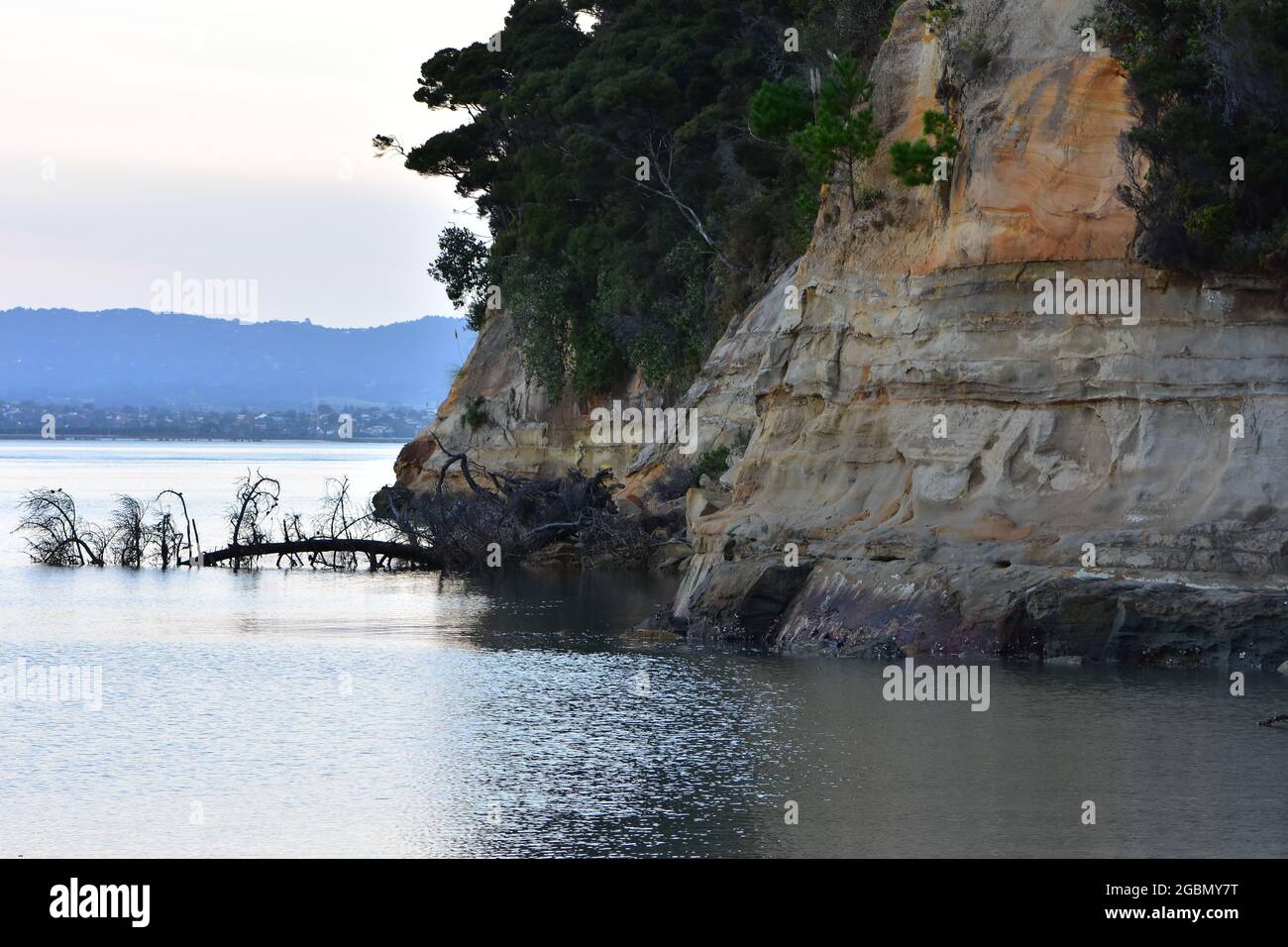 Cliff of soft sedimentary rock on shore of Waitemata Harbour. Stock Photo