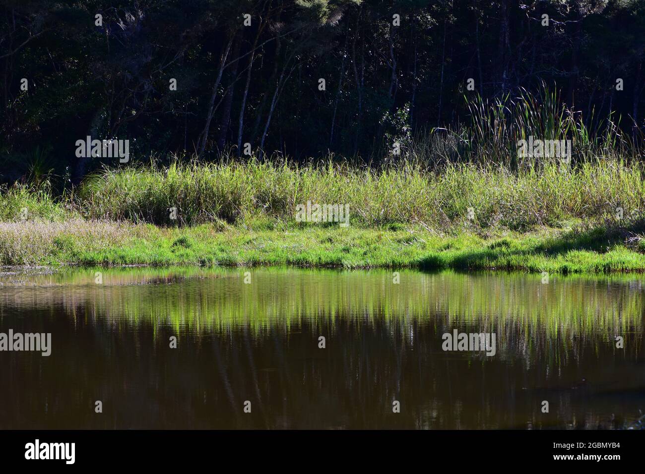 Grass on lake shore reflecting on calm surface on bright sunny day. Stock Photo