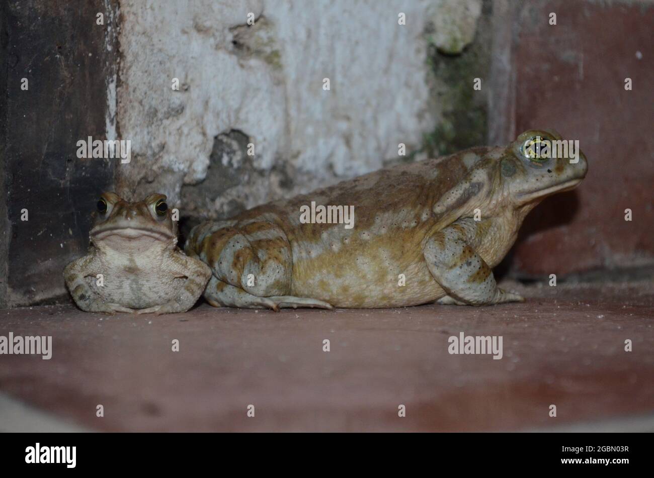 Closeup shot of frogs Stock Photo