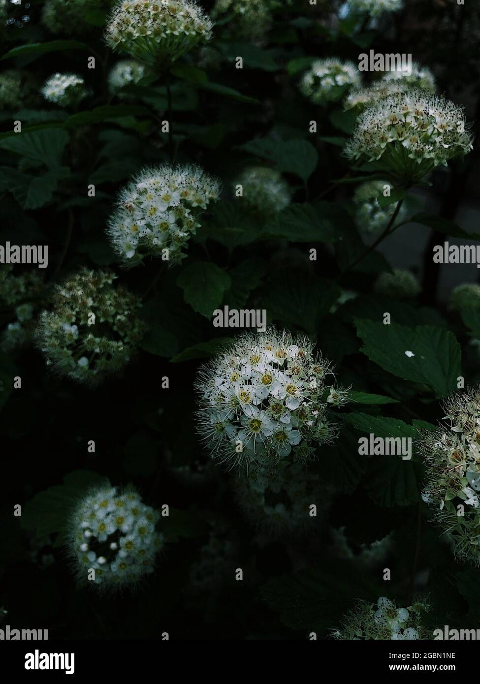 Closeup shot of white germander meadowsweet Stock Photo