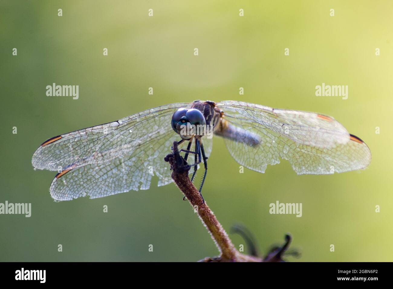 Macro of adult blue dasher dragonfly (Pachydiplax longipennis Stock ...