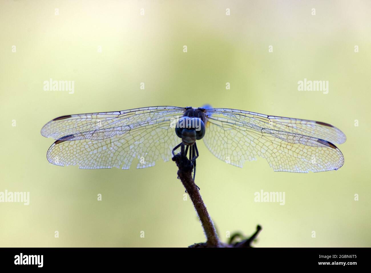 Macro of adult blue dasher dragonfly (Pachydiplax longipennis) Stock Photo
