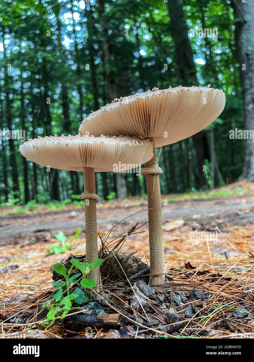 Wild Mushrooms of Maine Stock Photo