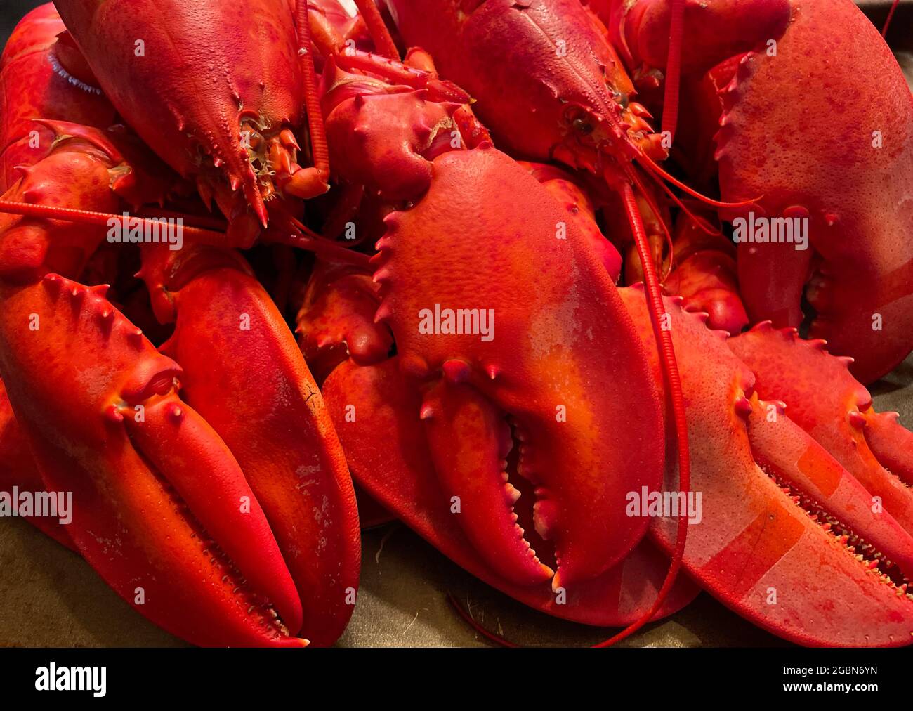 Maine Lobster Boil Stock Photo