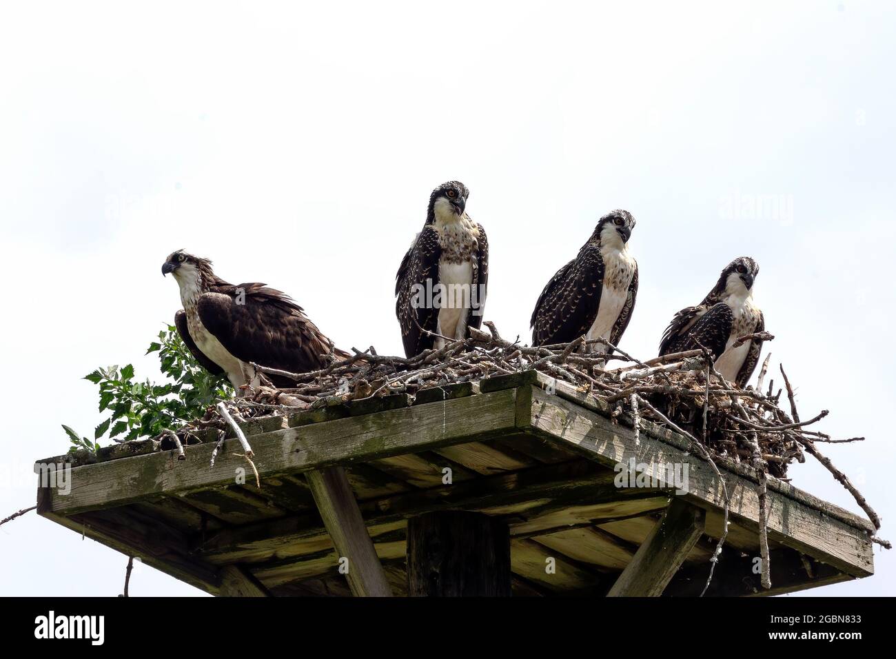 The western osprey. Females with three grown young on the nest Stock Photo  - Alamy