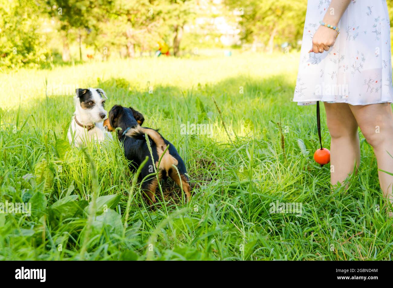 Two small dogs met for a walk and get to know each other. Stock Photo