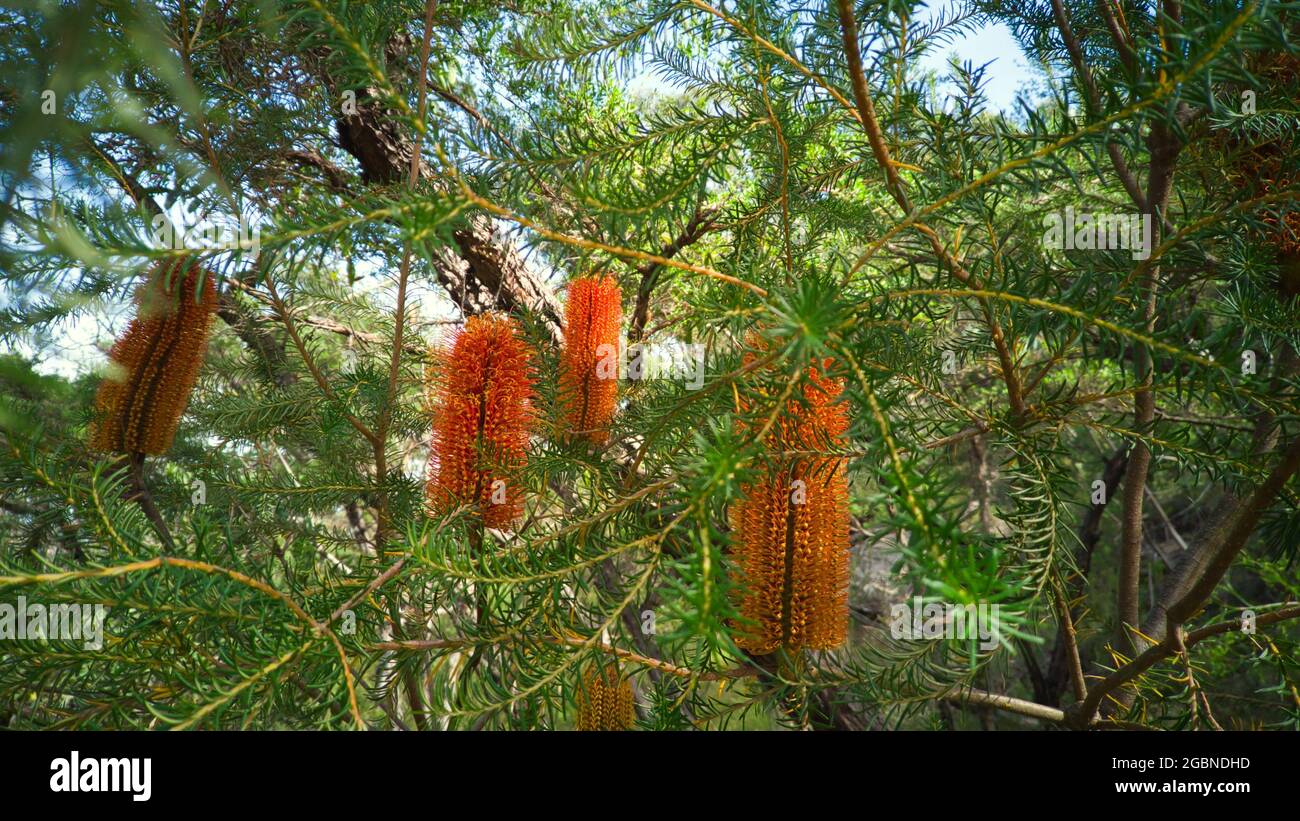 Kuringgai National Park in Sydney, Australia with yellow and Orange