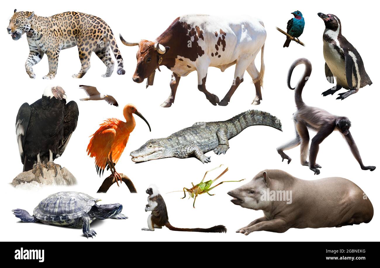 Fauna of South America set Stock Photo