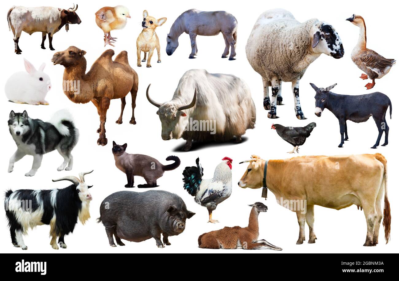 collection farm animals Stock Photo - Alamy