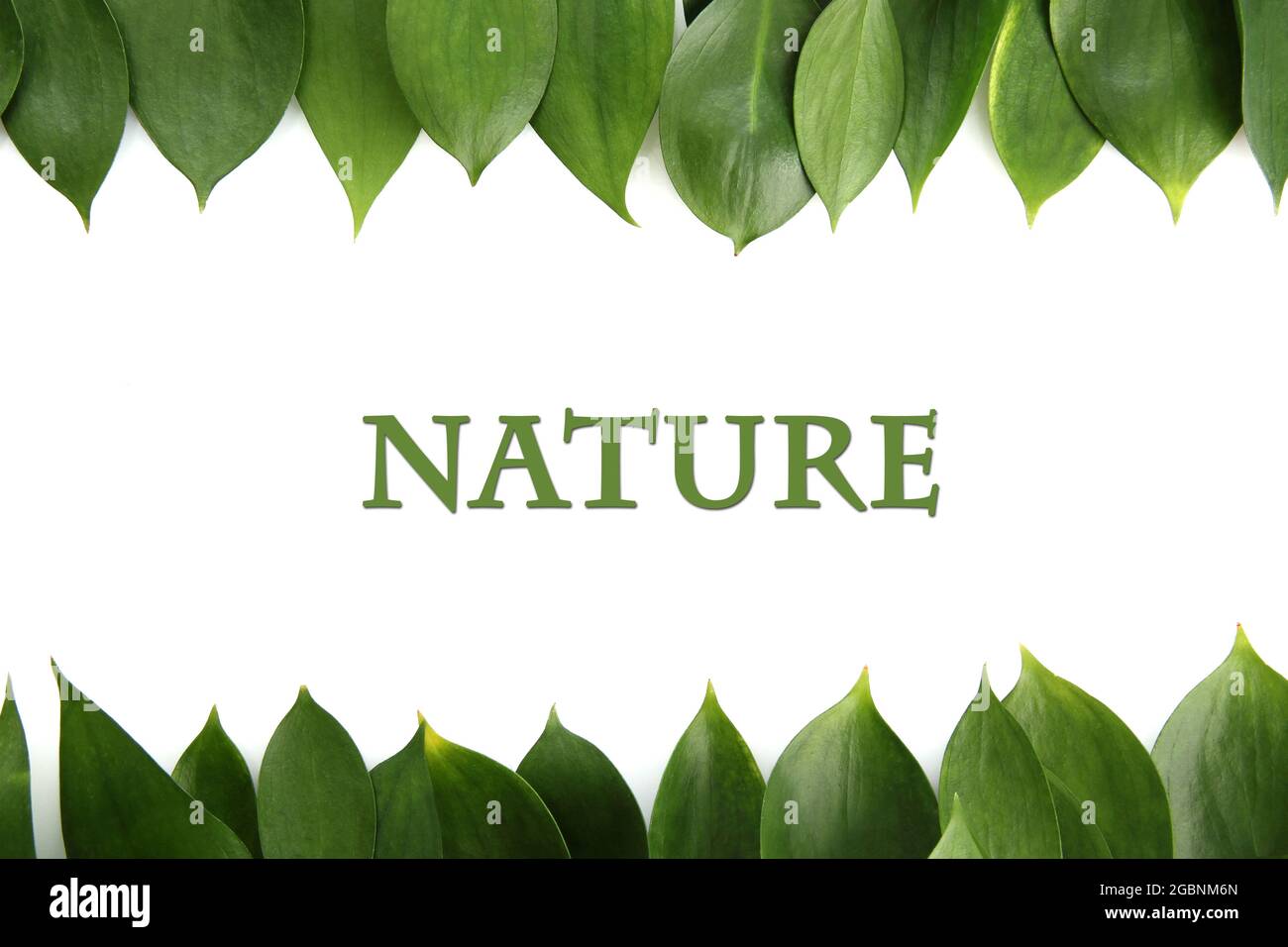 Beautiful green leaves, isolated on white Stock Photo - Alamy