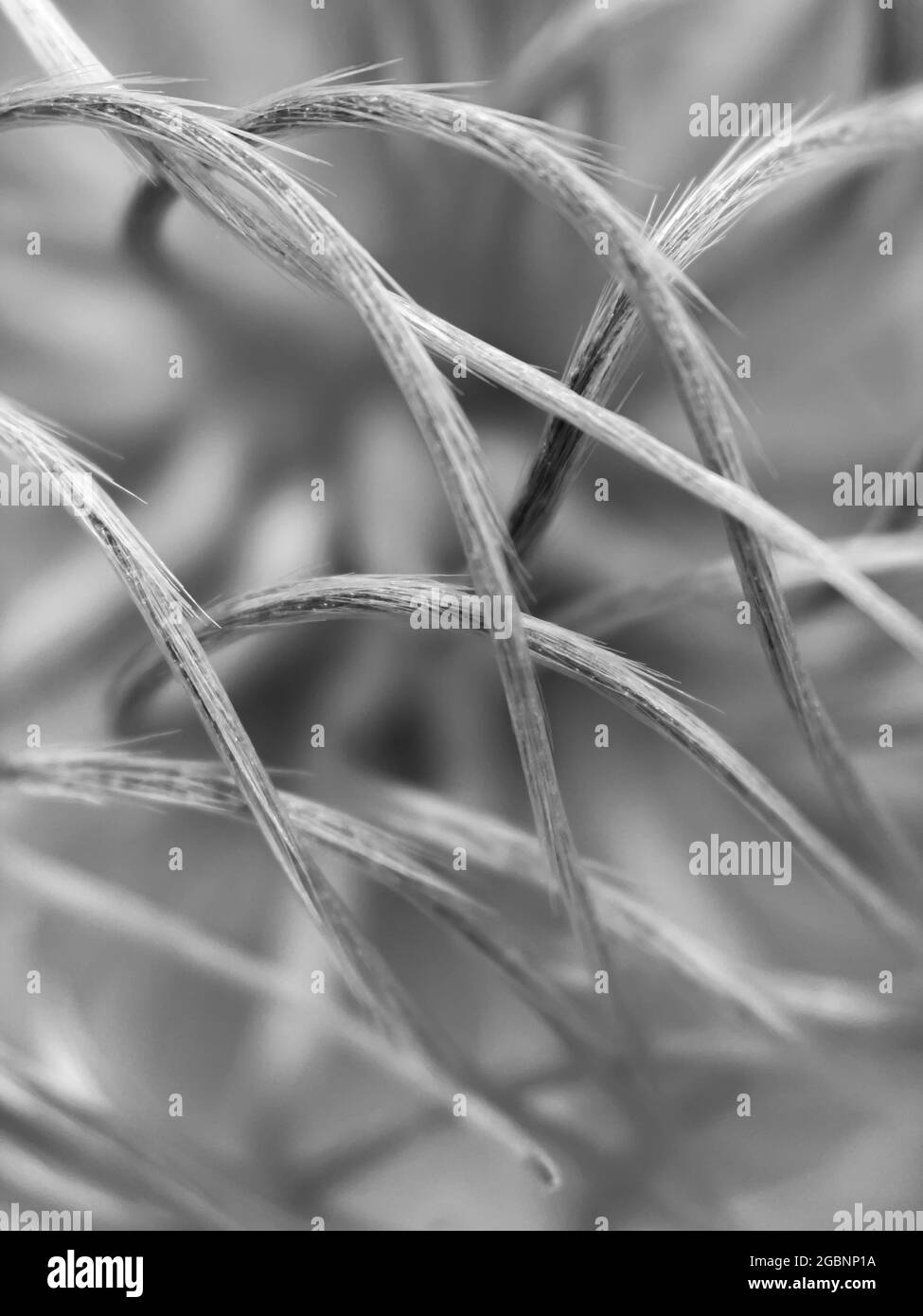 Vertical greyscale shot of straw sticks Stock Photo