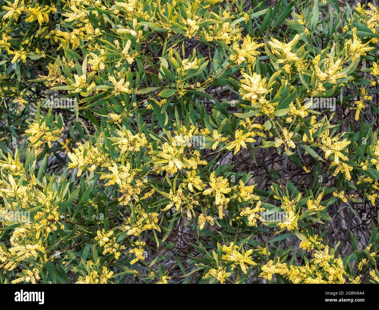 Golden Wattle Acacia longifolia leaves Stock Photo