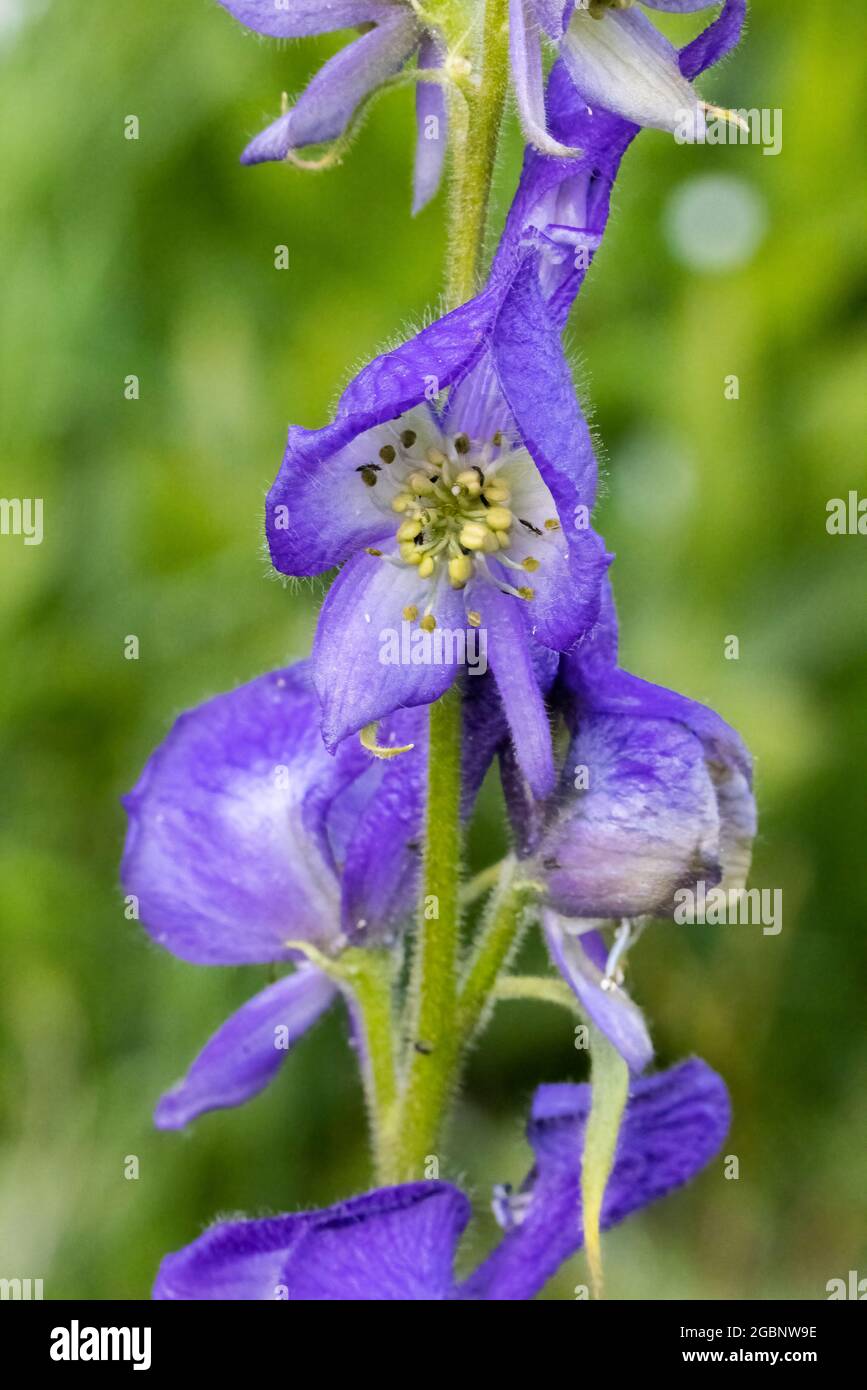Close-up of monkshood in bloom, Albion Basin, Little Cottonwood Canyon, Wasatch Mountains, Utah Stock Photo
