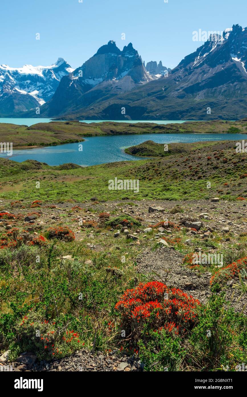 Nordenskjold Lake with red flowers and Cuernos del Paine peaks, Torres