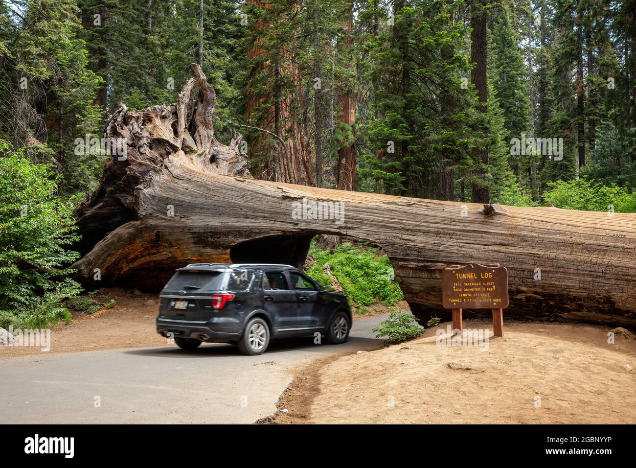 Tunnel Log is a 17 foot wide by 8 foot tall tunnel in a fallen sequoia in the Giant Forest on Crescent Meadow Road, Sequoia National Park, California Stock Photo