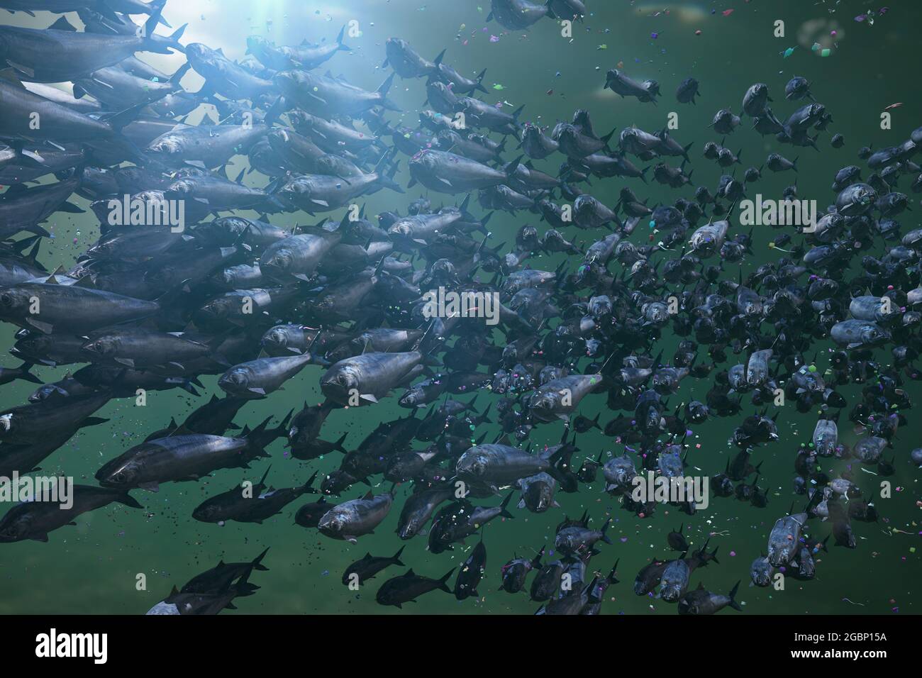 group of Atlantic herrings between microplastic particles Stock Photo