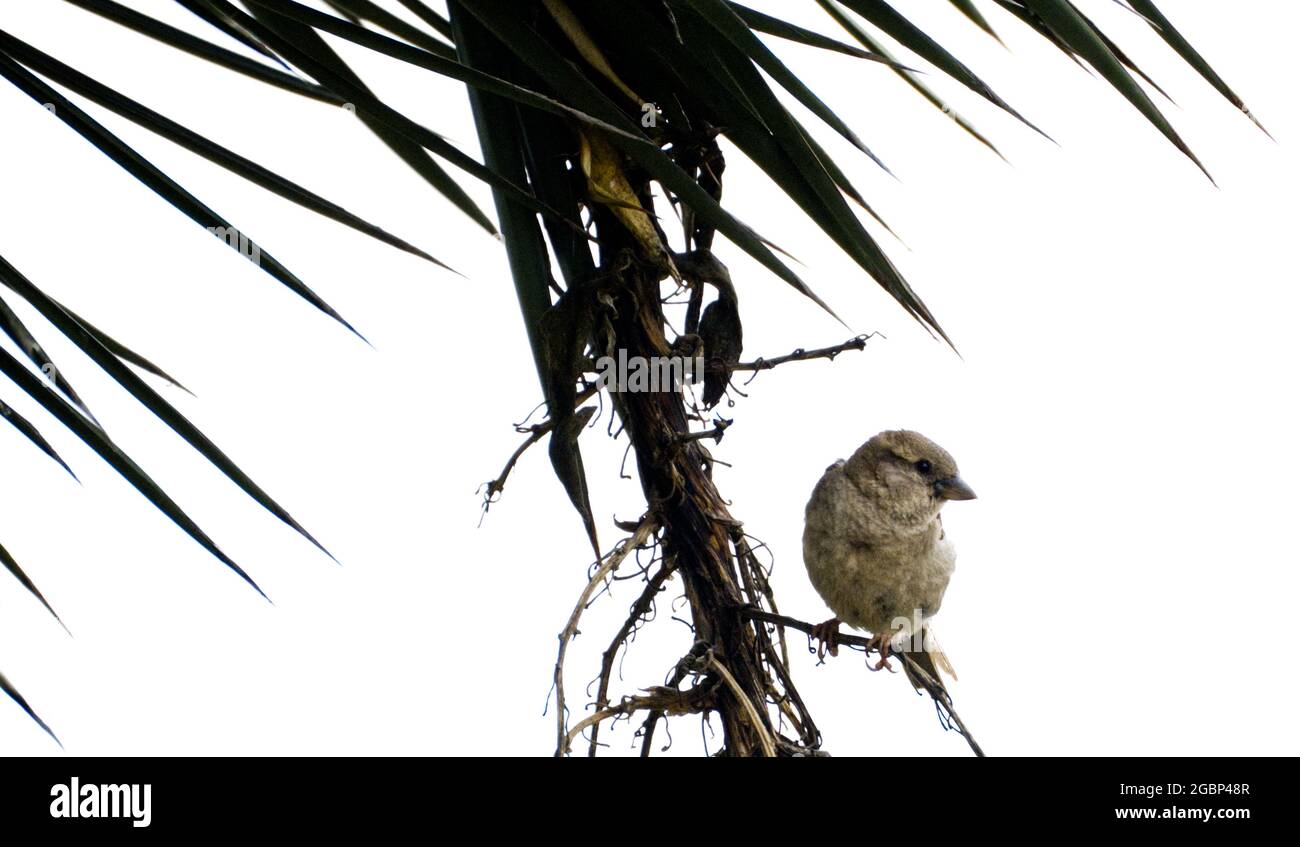 Sparrow assailed by leaf spikes Stock Photo - Alamy