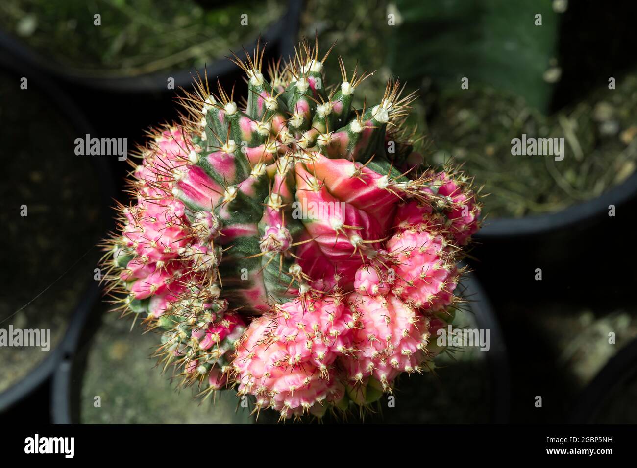 A small beautiful cactus (gymnocalycium) in the garden Stock Photo - Alamy