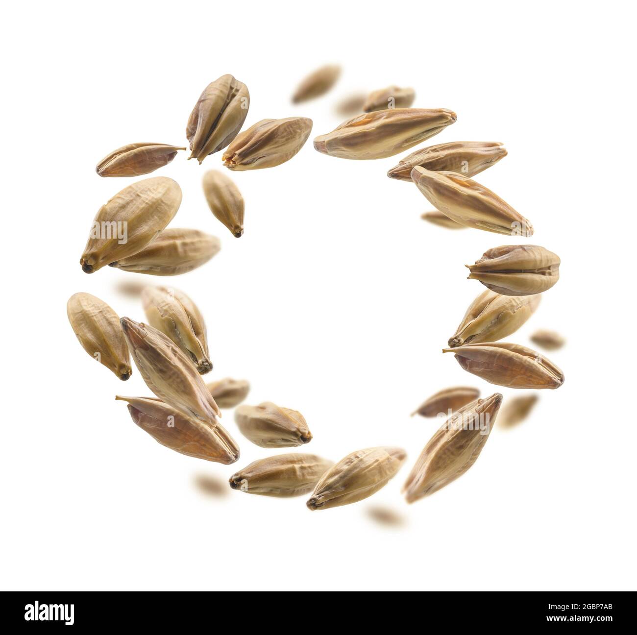 Barley malt grains levitate on a white background Stock Photo