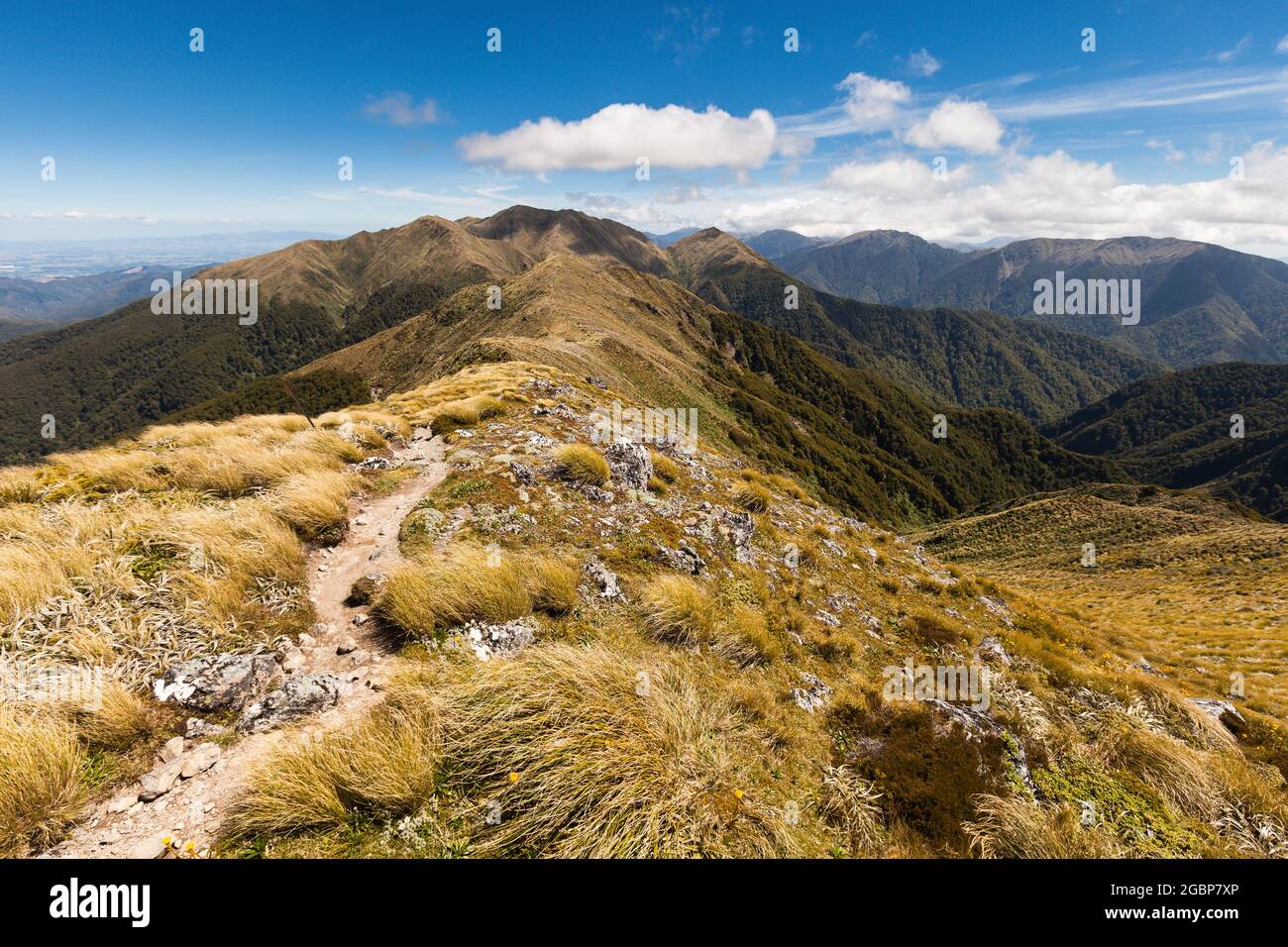 Ridge between Jumbo and Mount Holdsworth, Holdsworth Jumbo Circuit, Tararua Range Stock Photo