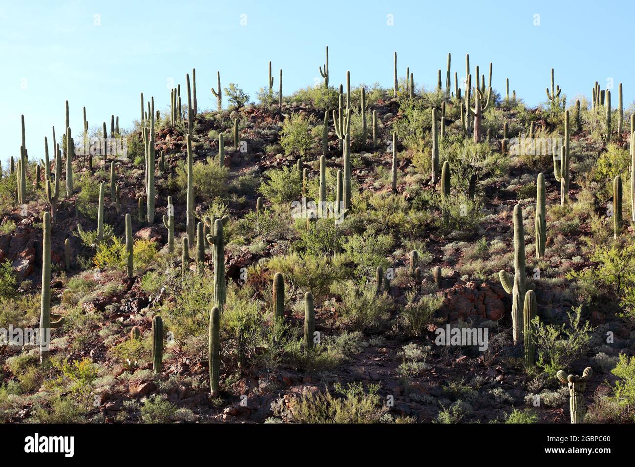 Ill Cactus High Resolution Stock Photography and Images   Alamy