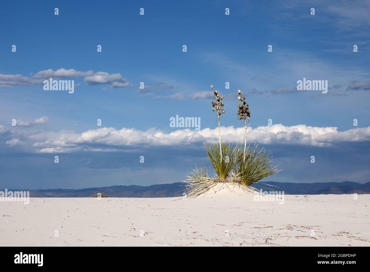 geography / travel, USA, New Mexico, Alamogordo, Picnic Area Spanish daggers Alamogordo, New Mexico, ADDITIONAL-RIGHTS-CLEARANCE-INFO-NOT-AVAILABLE Stock Photo
