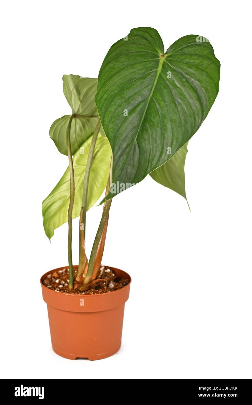 Tropical 'Philodendron Pastazanum x Sodiroi Aff' hybrid houseplant in flower pot isolated on white background Stock Photo