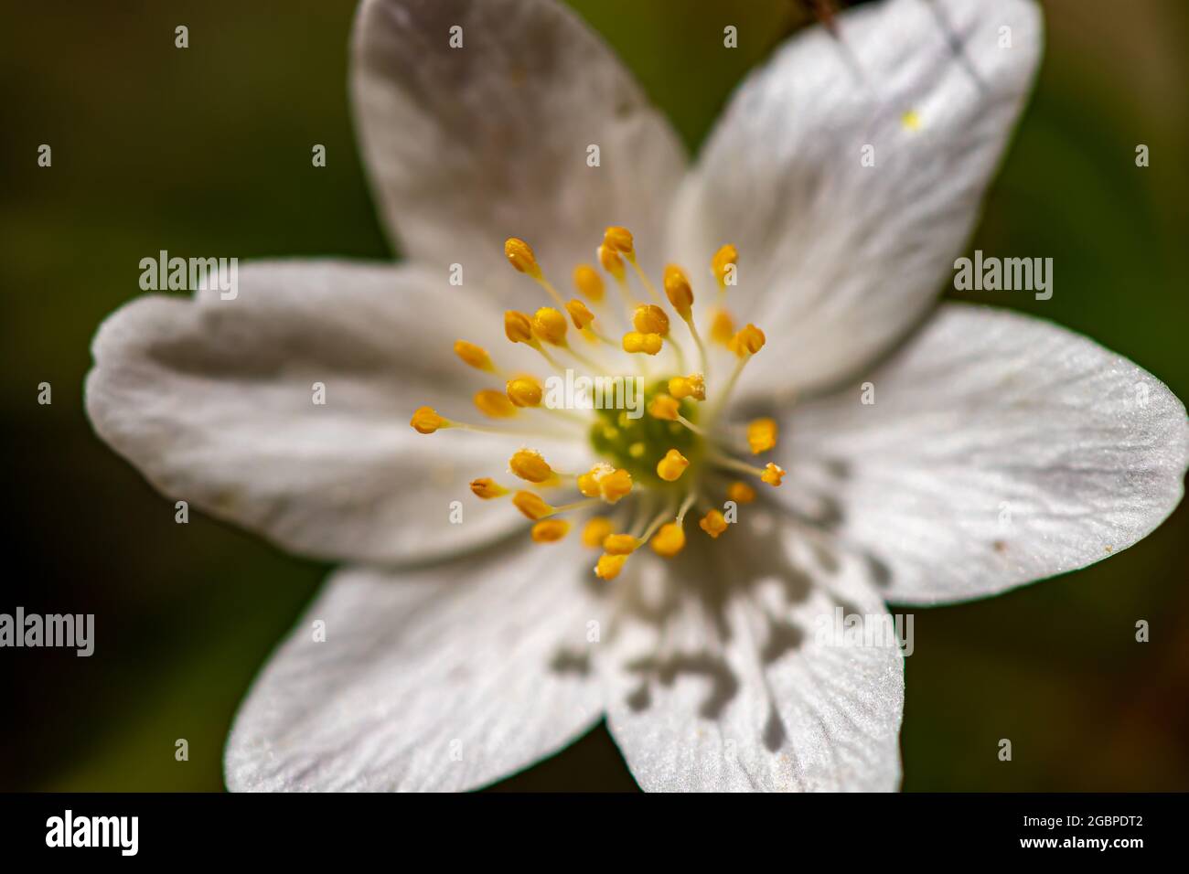 Anemonoides nemorosa flower growing in forest, macro Stock Photo - Alamy