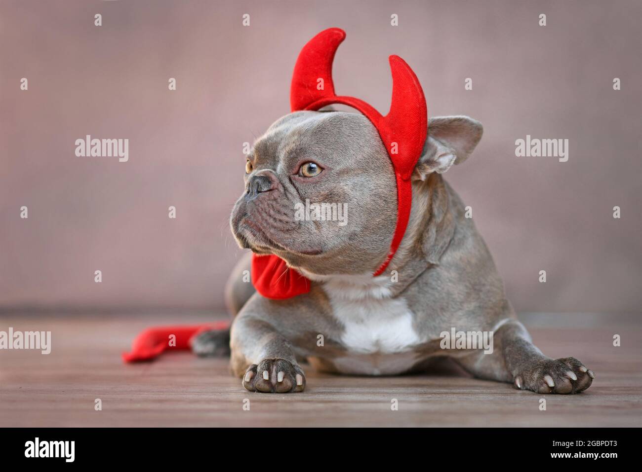 French Bulldog dog wearing red devil horns, tail and bow tie Halloween costume in front of gray background Stock Photo