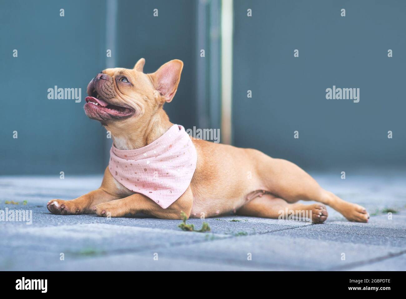 Red French Bulldog dog wearing pink bandanna around neck lying on ground Stock Photo