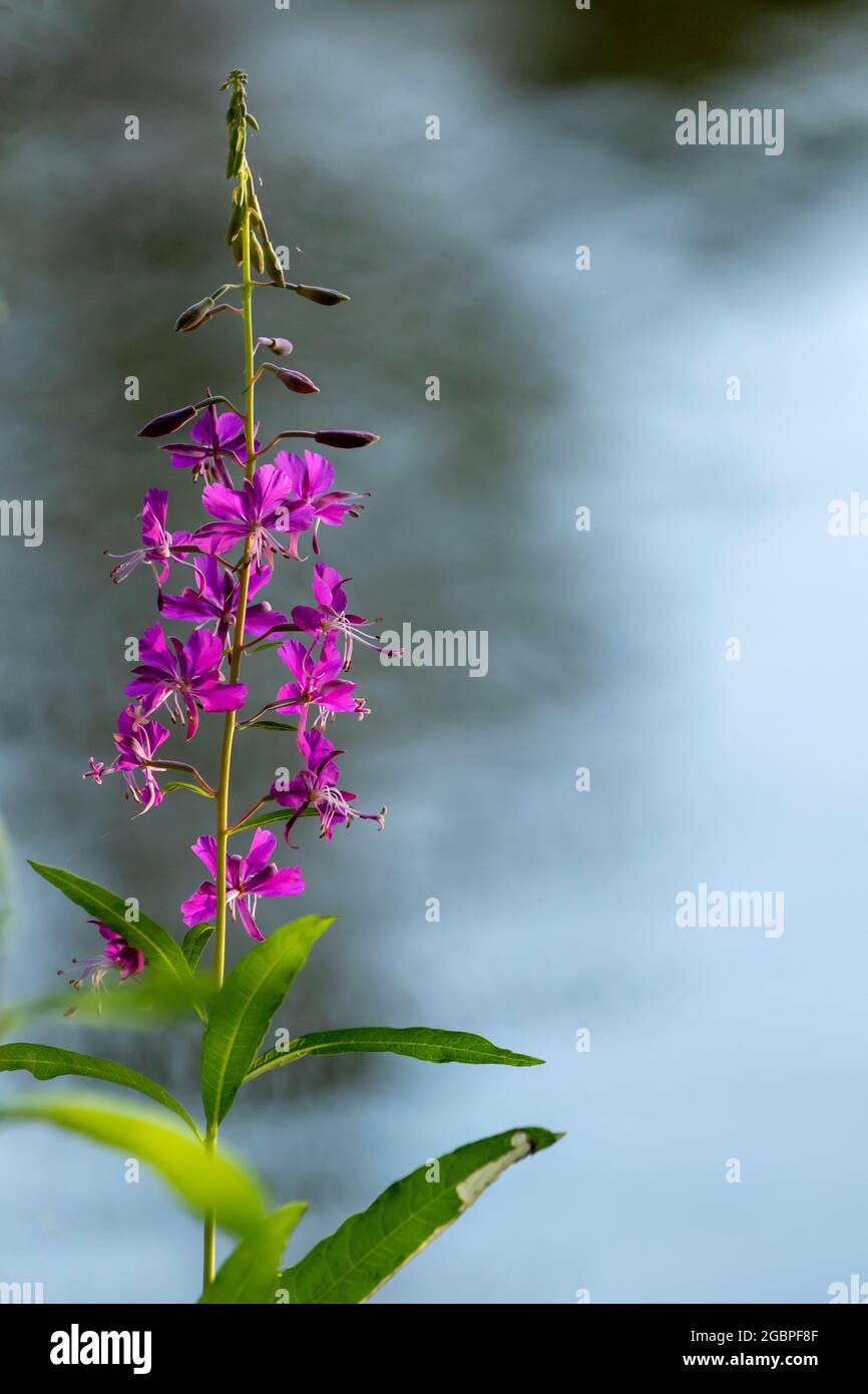 Purple inflorescence of the Fireweed (Chamerion angustifolium) in evening light on solid light background Stock Photo