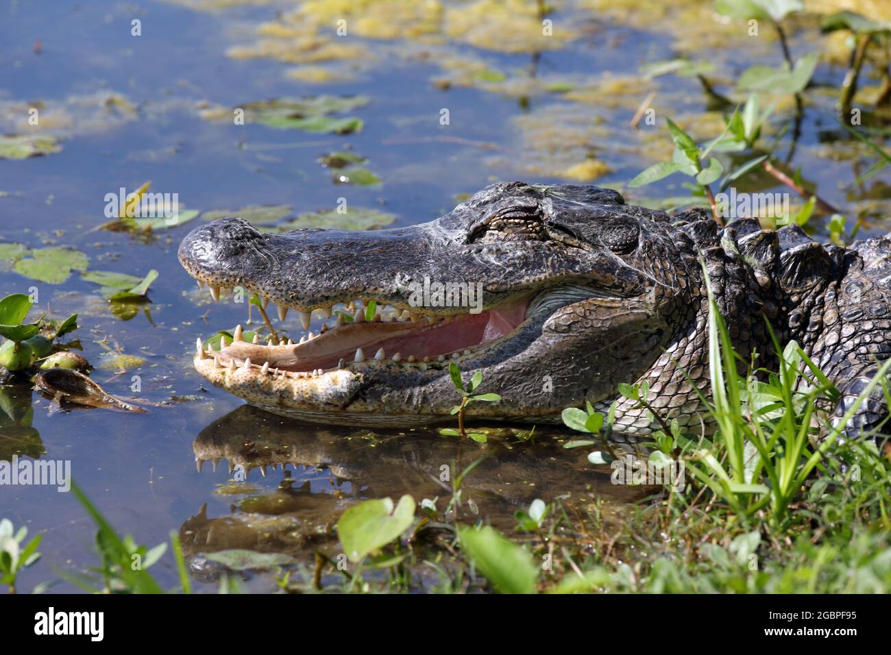 zoology / animals, reptile, Alligatoridae, American Alligator (Alligator mississippiensis), ADDITIONAL-RIGHTS-CLEARANCE-INFO-NOT-AVAILABLE Stock Photo