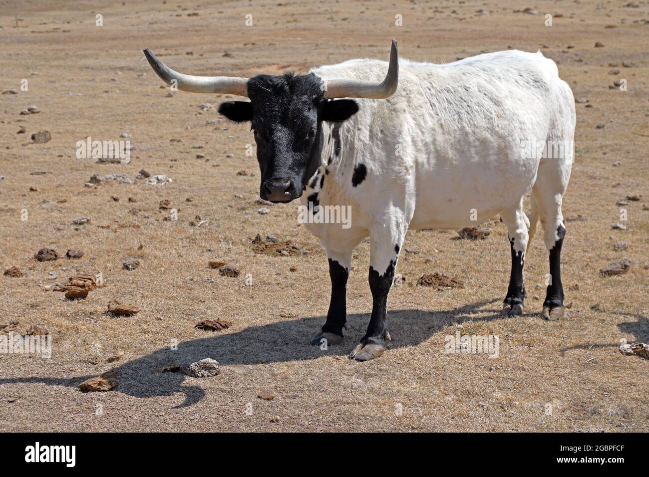 zoology / animals, mammal / mammalian, bovine, (Bos), cattle, (Bos primigenius forma taurus), ADDITIONAL-RIGHTS-CLEARANCE-INFO-NOT-AVAILABLE Stock Photo