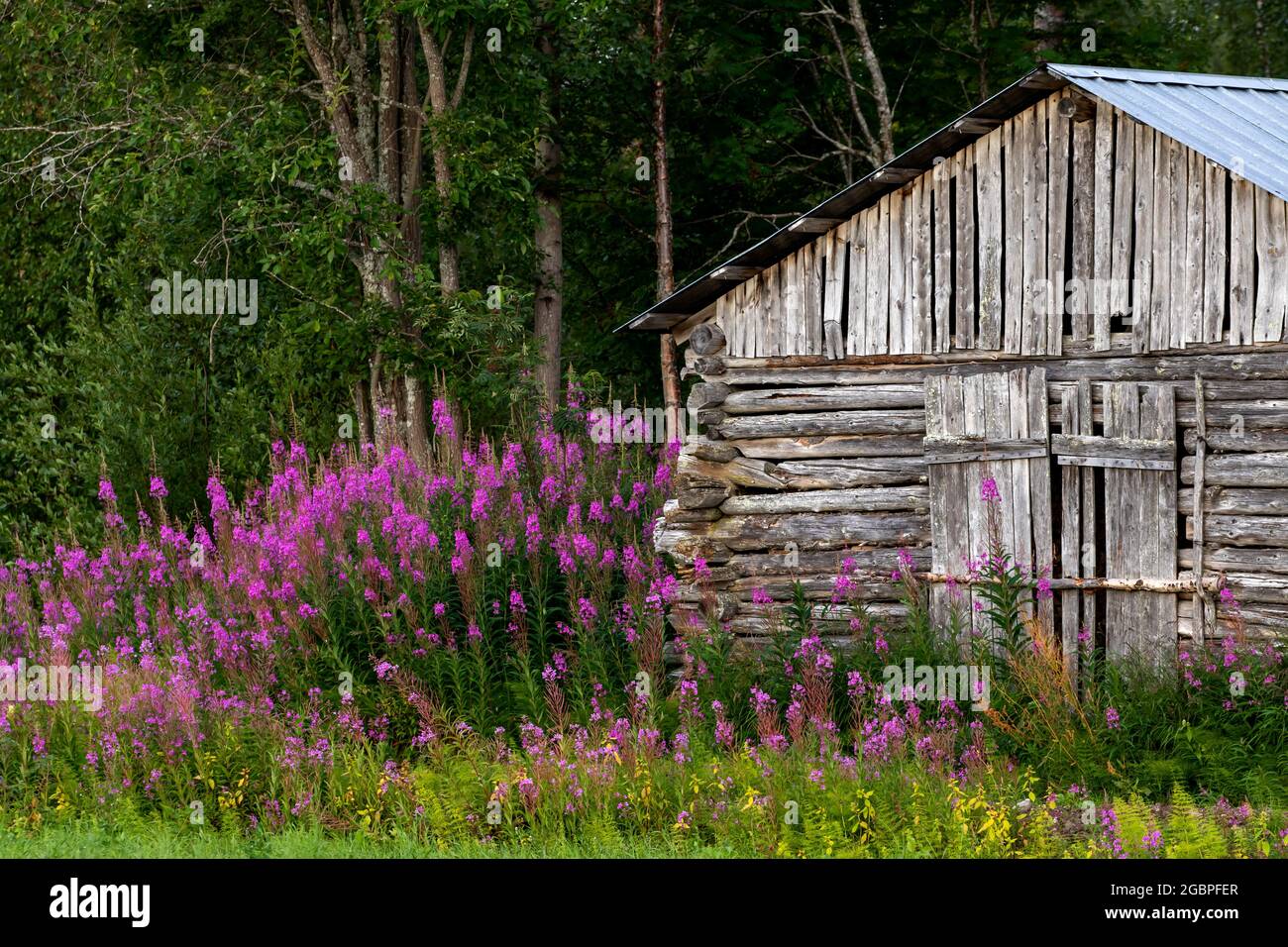 An old barn house in Finnish countryside lined with blooming fireweed (Chamerion angustifolium) Stock Photo