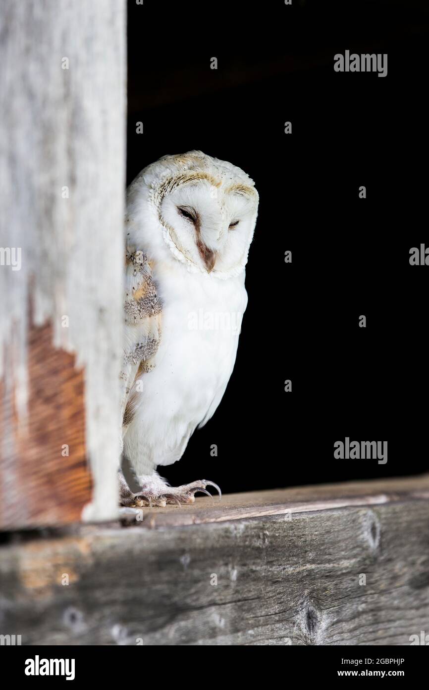 Barn Owl (Tyto alba) resting, Credit:John Fairclough / Avalon Stock Photo