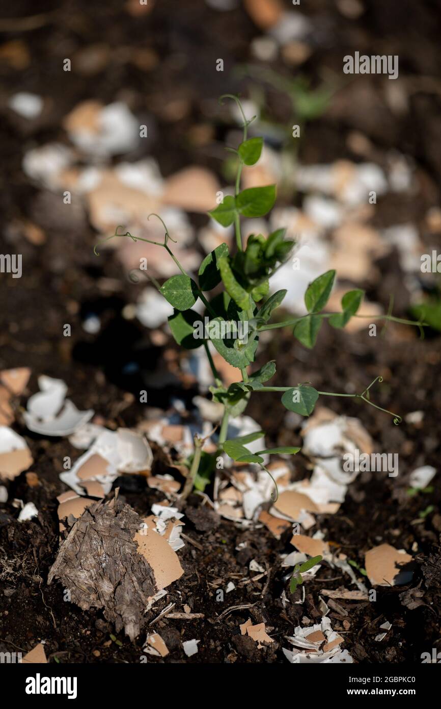 Pea seedling protected from slugs and snails by crushed eggshells Stock Photo