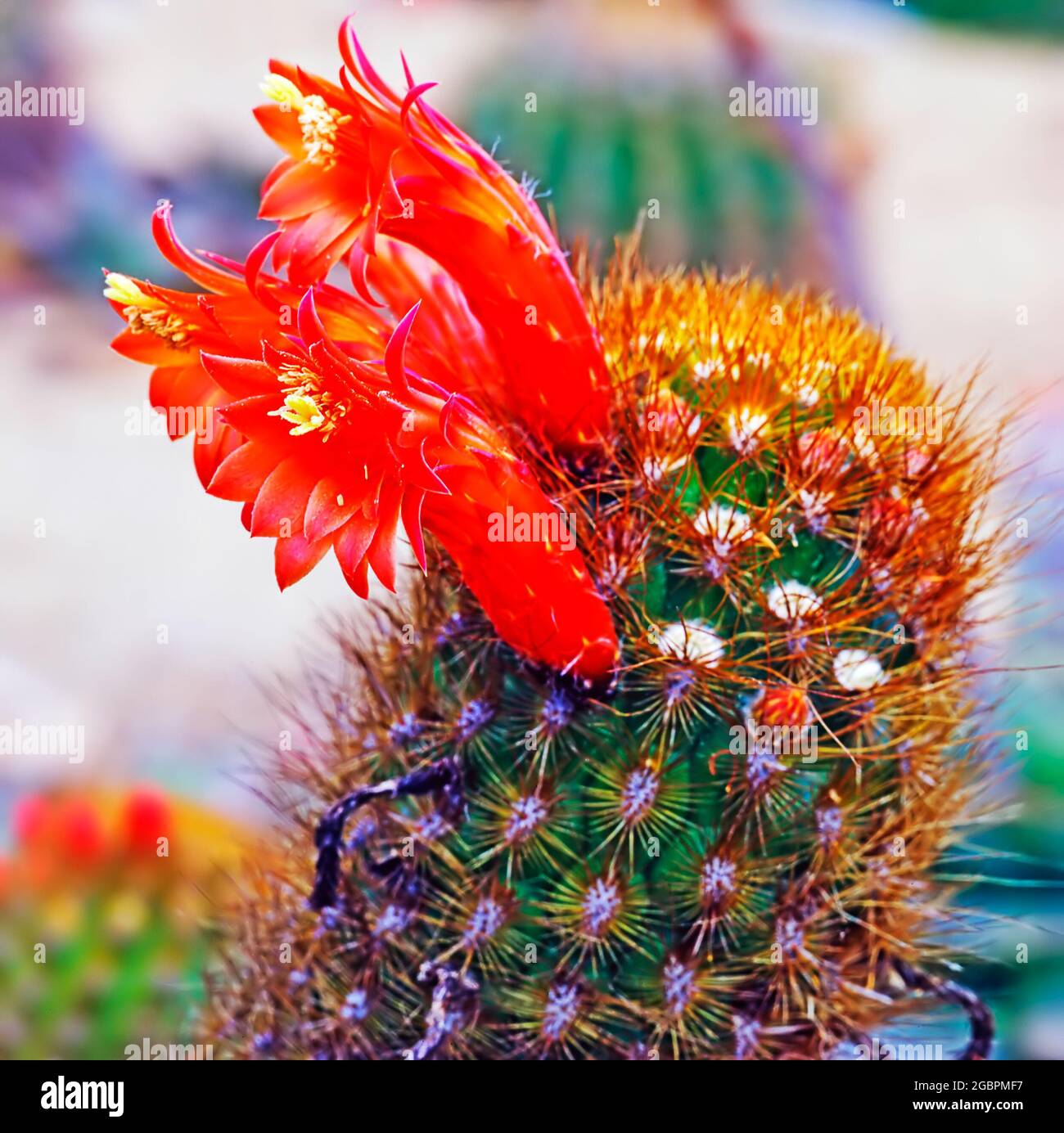 Fire Crown Cactus (Rebutia Senilis ) blooming in desert Stock Photo