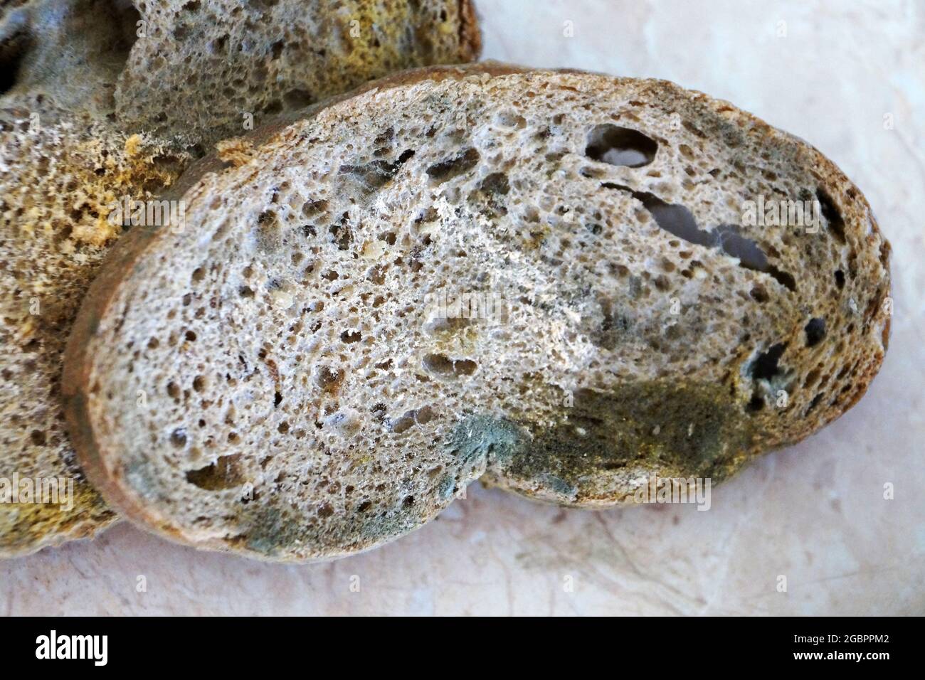 Premium Photo  Bread mold, rhizopus, fungi on an aged bread