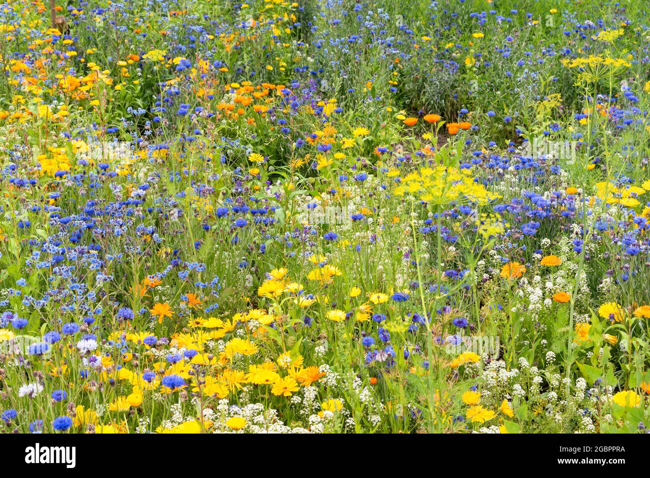 Summer bright flowers on hi-res stock photography and images - Alamy