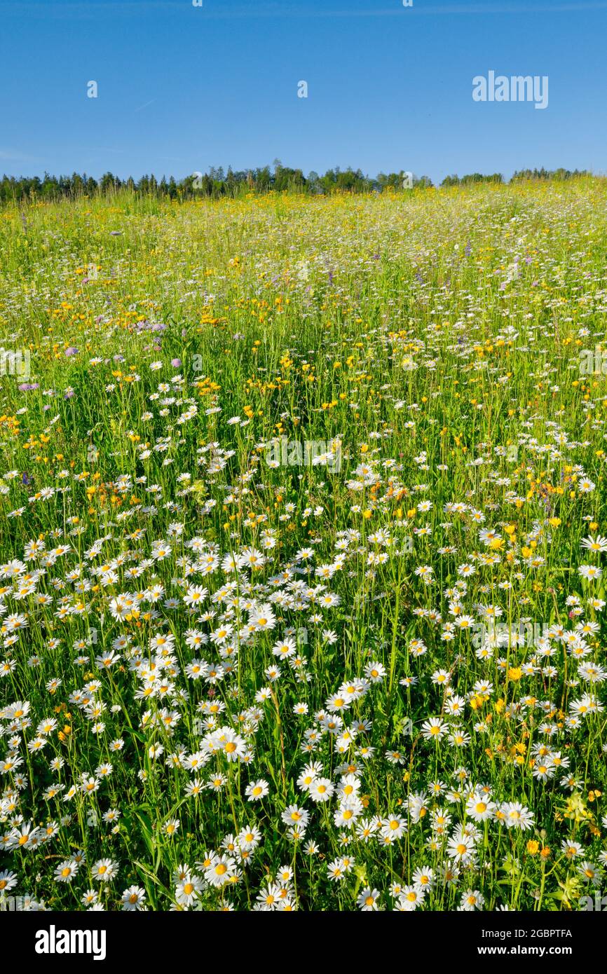geography / travel, Switzerland, poor grassland, Zurich uplands, NO-EXCLUSIVE-USE FOR FOLDING-CARD-GREETING-CARD-POSTCARD-USE Stock Photo