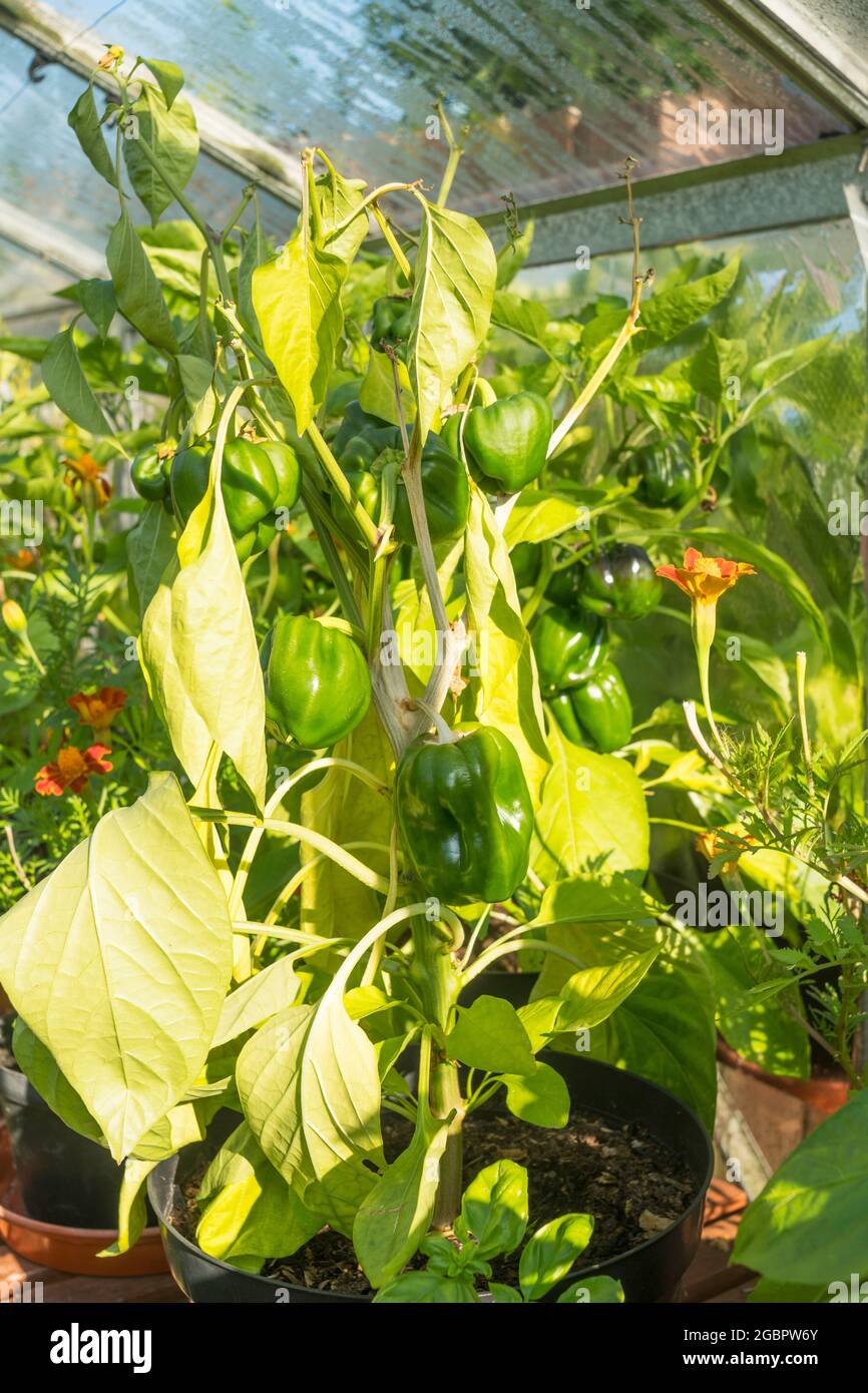 Diseased sweet pepper in a greenhouse, England, UK Stock Photo