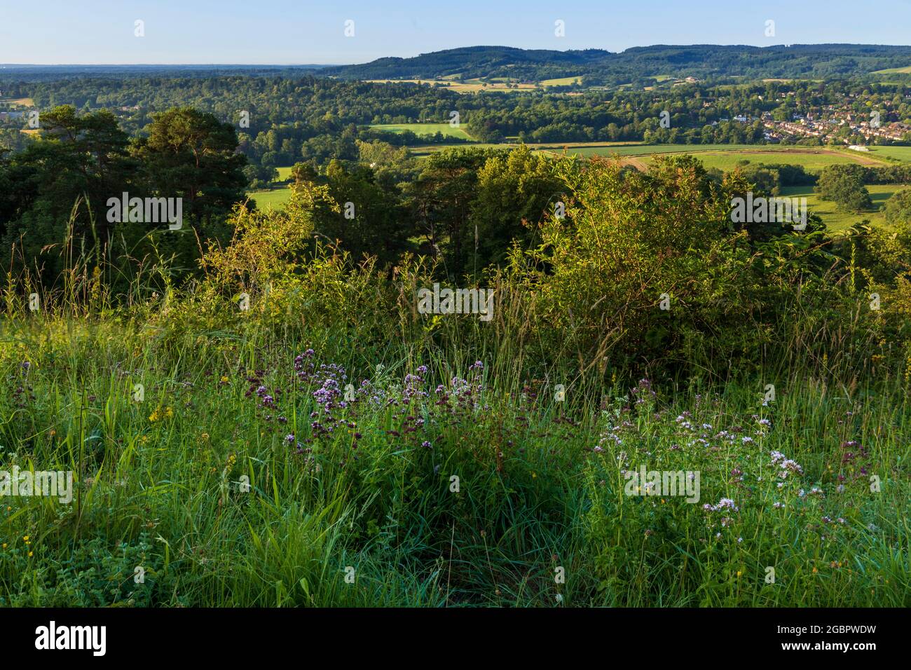 View across the Surrey hills and countryside from Ranmore Common Denbies Hillside with wild Marjoram in the foreground Stock Photo