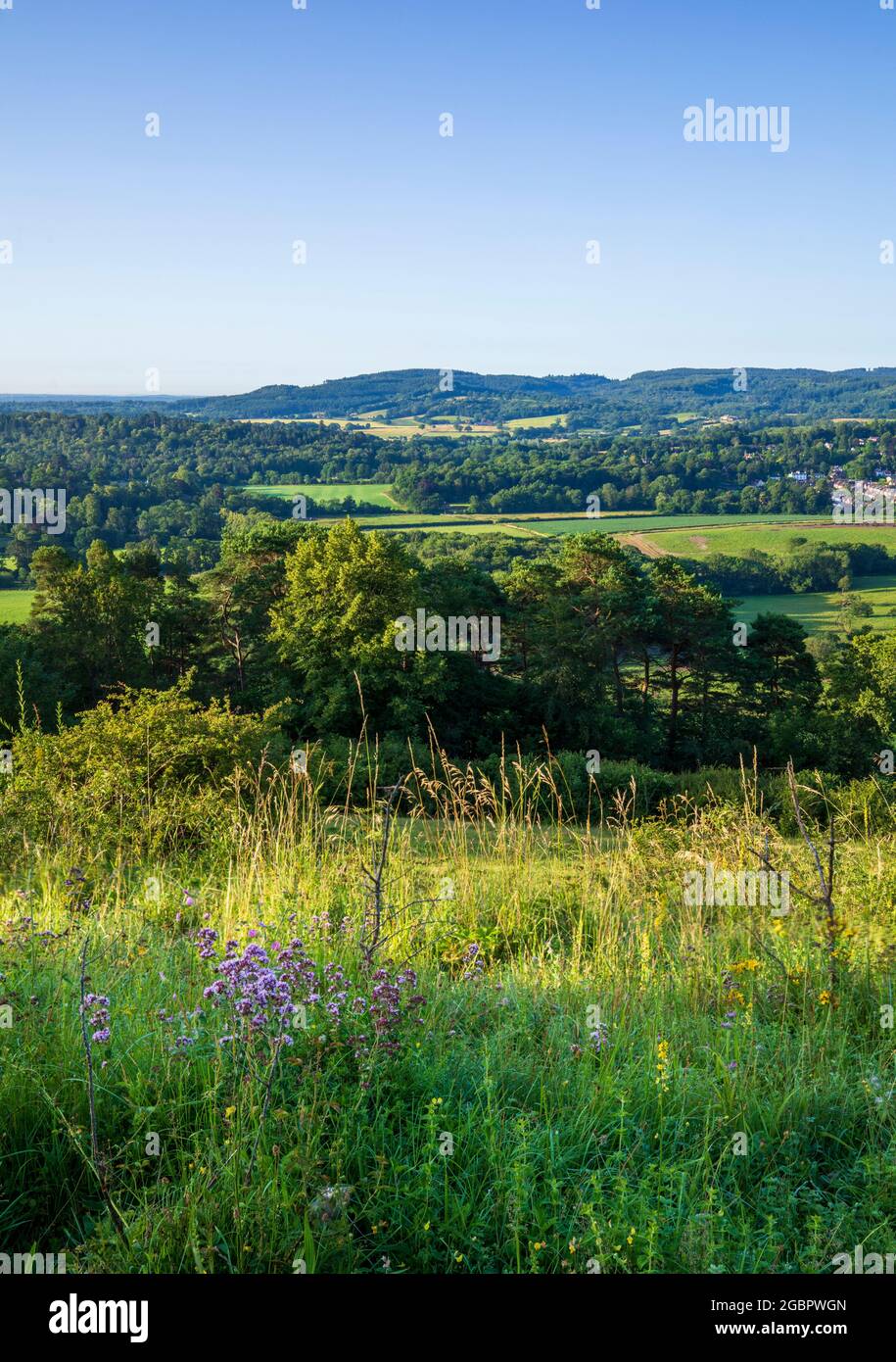 View across the Surrey hills and countryside from Ranmore Common Denbies Hillside with wild Marjoram in the foreground Stock Photo