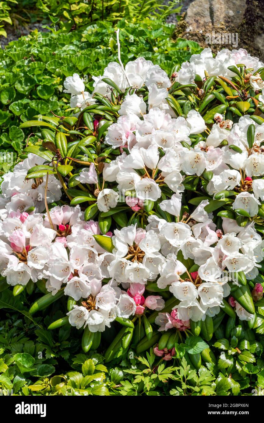 Rhododendron obtusum 'Schneeperle' a summer flowering shrub plant with a white summertime flower otherwise known as a Japanese azalea 'Snow Pearl', st Stock Photo