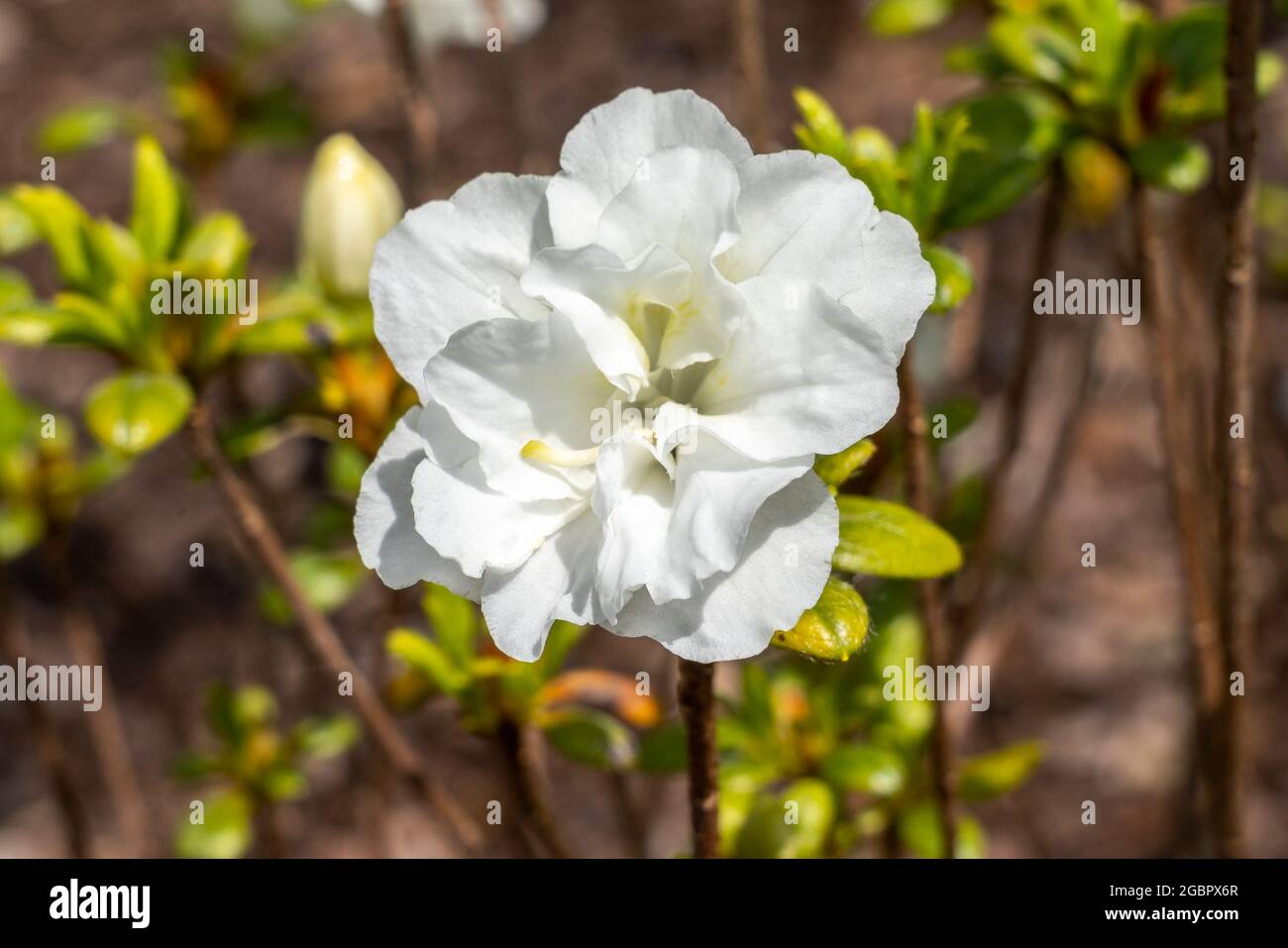 Pearl St High Resolution Stock Photography and Images - Alamy