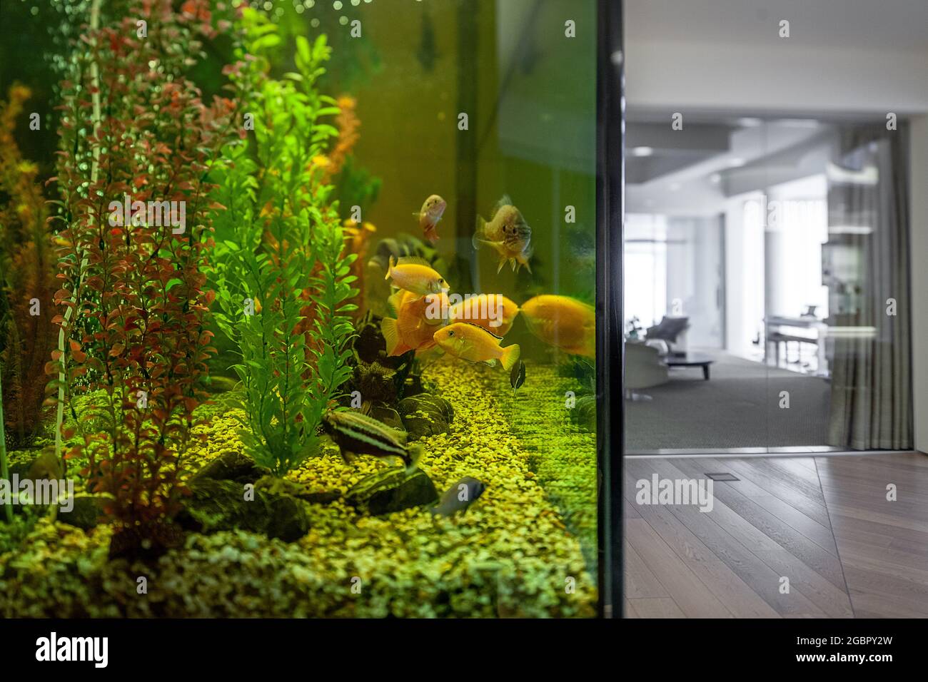 Large home aquarium with cichlids in stylish interior Stock Photo