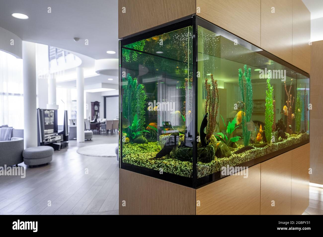 Large built in aquarium with fish and plants in stylish living room Stock Photo
